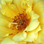Żółty  - Róże rabatowe floribunda - Adson von Melk